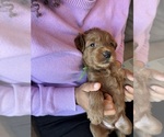 Small #3 Goldendoodle