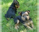 Small Photo #34 Yorkshire Terrier Puppy For Sale in NEVADA, TX, USA