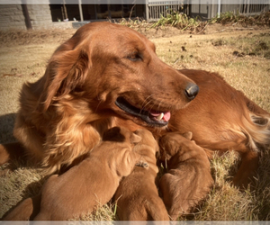 Mother of the Golden Retriever puppies born on 10/19/2022