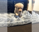 Small Photo #19 Labradoodle Puppy For Sale in KIRKSVILLE, MO, USA