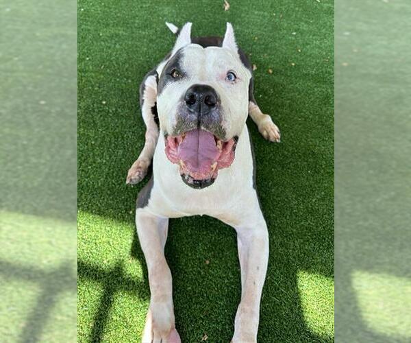 Medium Photo #2 Presa Canario-Unknown Mix Puppy For Sale in Murfreesboro, TN, USA