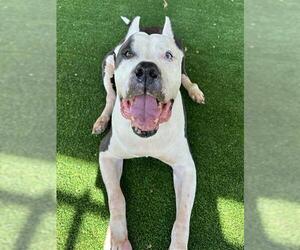 PEARL - Female Presa Canario-Unknown Mix Dog for Adoption - Photo #2
