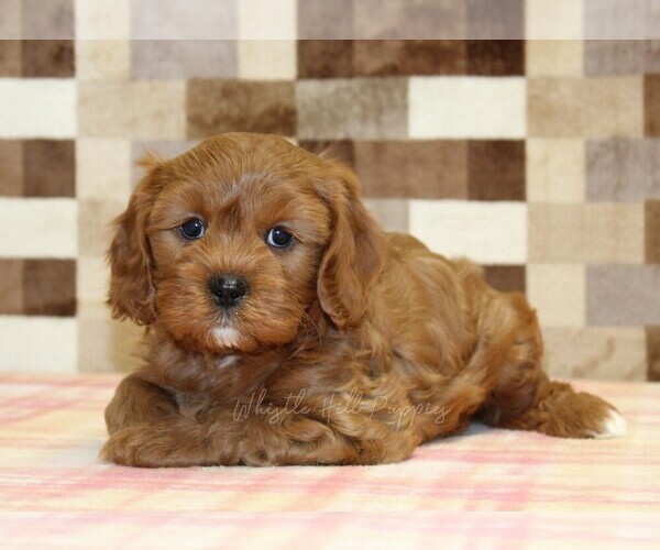 Medium Photo #3 Cavapoo (Miniature) Puppy For Sale in DENVER, PA, USA