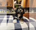 Puppy 3 Cocker Spaniel-Havanese Mix