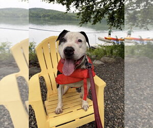 American Staffordshire Terrier Dogs for adoption in Spring Lake, NJ, USA