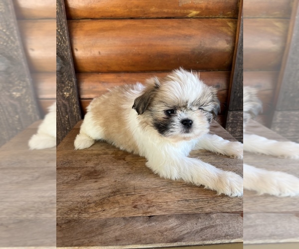 Medium Photo #11 Shiranian Puppy For Sale in SAINT AUGUSTINE, FL, USA