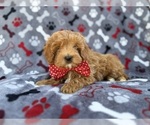 Small #4 Cavapoo (Miniature)