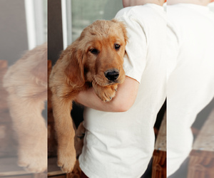 Medium Golden Retriever