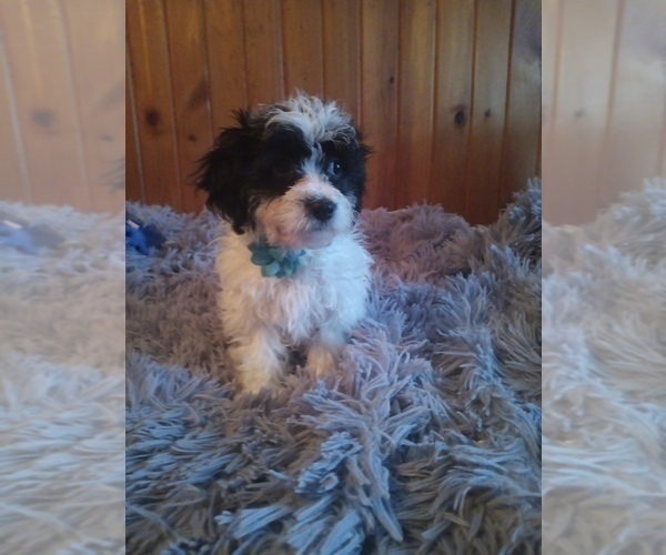 Medium Photo #3 Mal-Shi-Poodle (Miniature) Mix Puppy For Sale in WOBURN, MA, USA