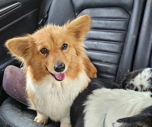 Pembroke Welsh Corgi Puppy for sale in MILTON, WI, USA