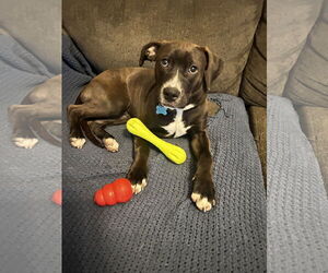 Mutt Dogs for adoption in Plainfield, IL, USA