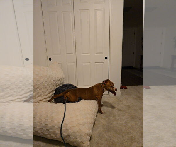 Medium Photo #5 American Staffordshire Terrier-Unknown Mix Puppy For Sale in Chandler, AZ, USA