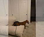 Small #4 American Staffordshire Terrier Mix