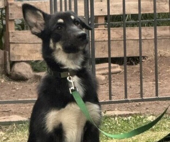 Medium Photo #4 Alaskan Malamute-German Shepherd Dog Mix Puppy For Sale in ANCHORAGE, AK, USA