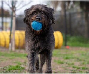 Old English Sheepdog-Unknown Mix Dogs for adoption in Santa Cruz, CA, USA
