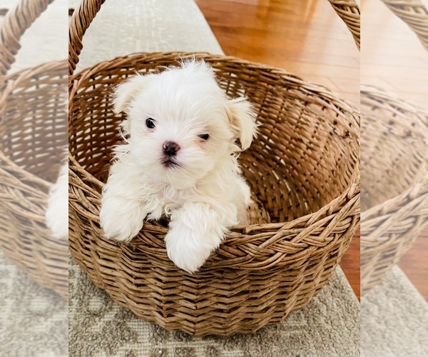 Medium Photo #1 Morkie Puppy For Sale in HUNTSVILLE, AL, USA
