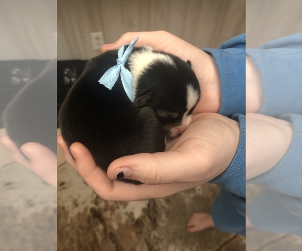 Medium Photo #18 Pembroke Welsh Corgi Puppy For Sale in RIVERVIEW, FL, USA
