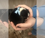 Small Photo #18 Pembroke Welsh Corgi Puppy For Sale in RIVERVIEW, FL, USA