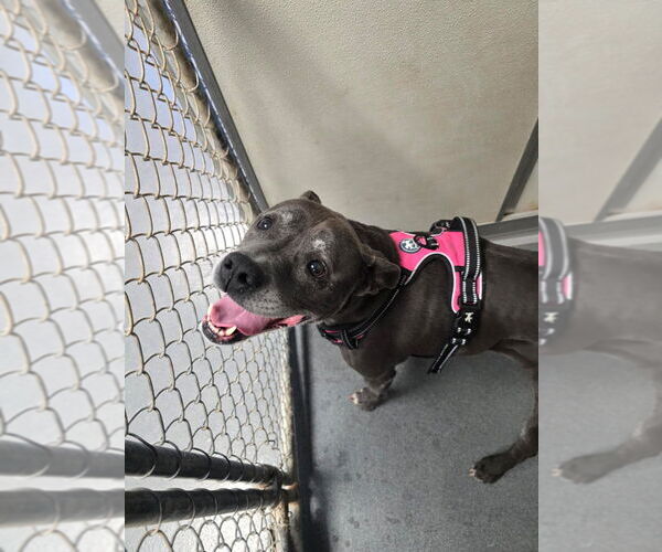 Medium Photo #1 Mutt Puppy For Sale in Glen Allen, VA, USA