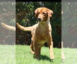 Small #2 Golden Retriever