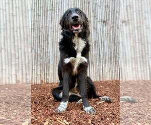 Border Collie Dogs for adoption in Paso Robles, CA, USA