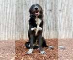 Small Border Collie