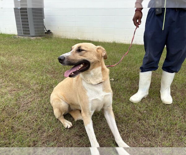 Medium Photo #7 Anatolian Shepherd-Unknown Mix Puppy For Sale in Rockaway, NJ, USA