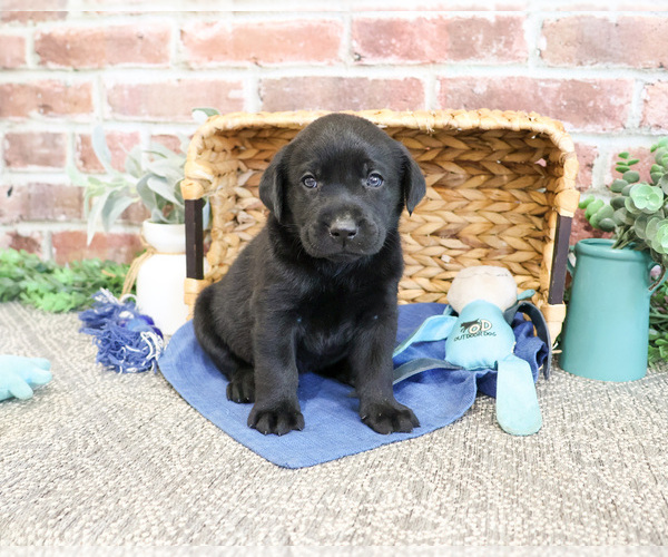 Medium Photo #4 Labrador Retriever Puppy For Sale in SYRACUSE, IN, USA