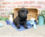 Small #3 Labrador Retriever