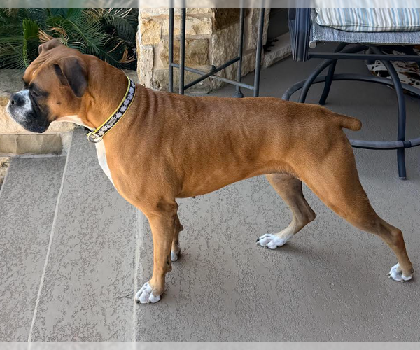 Medium Photo #2 Boxer Puppy For Sale in Austin, TX, USA