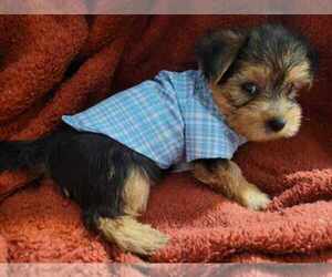 Yorkshire Terrier Puppy for Sale in AKRON, Ohio USA