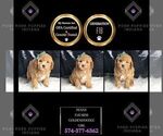 Small Photo #2 Goldendoodle (Miniature) Puppy For Sale in WARSAW, IN, USA