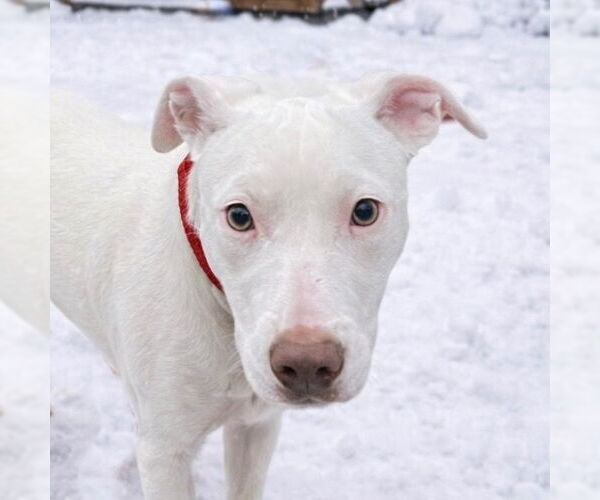 Medium Photo #8 Mutt Puppy For Sale in Canton, CT, USA