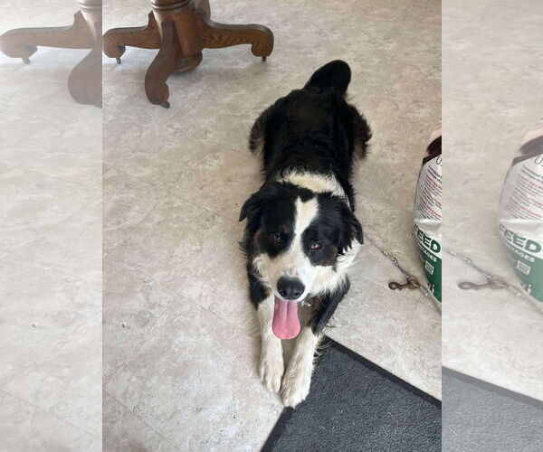 Medium Photo #1 Border Collie-Unknown Mix Puppy For Sale in Hinton, WV, USA
