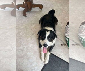 Border Collie-Unknown Mix Dogs for adoption in Hinton, WV, USA
