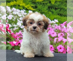Zuchon Puppy for sale in GORDONVILLE, PA, USA