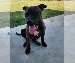 American Pit Bull Terrier-Unknown Mix Dogs for adoption in Oakhurst, NJ, USA