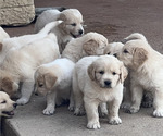 Small Photo #2 Golden Pyrenees Puppy For Sale in KILLEEN, TX, USA