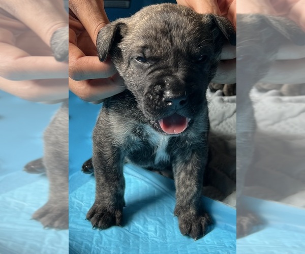 Medium Photo #2 Presa Canario Puppy For Sale in VERONA, KY, USA
