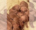 Small #10 Vizsla