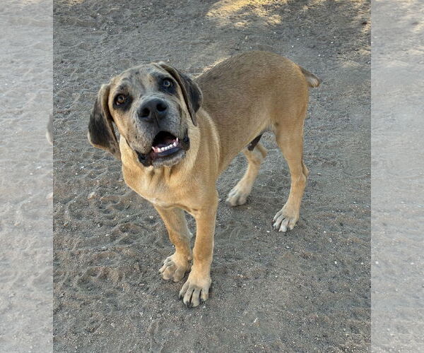 Medium Photo #4 Mastiff Puppy For Sale in Hesperia, CA, USA