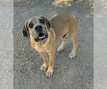 Small #3 Mastiff