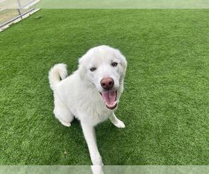 Siberian Husky-Unknown Mix Dogs for adoption in Grand Prairie, TX, USA