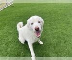 Small Siberian Husky Mix