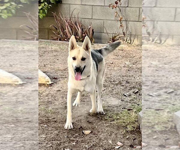 Medium Photo #13 Huskies -Unknown Mix Puppy For Sale in Dana Point, CA, USA