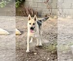 Small #12 Huskies  Mix