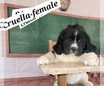 Puppy Cruella Newfoundland
