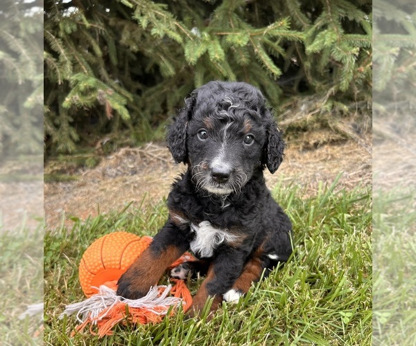 Medium Photo #3 Bernedoodle (Miniature) Puppy For Sale in MIDDLEBURY, IN, USA