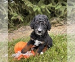Small #2 Bernedoodle (Miniature)
