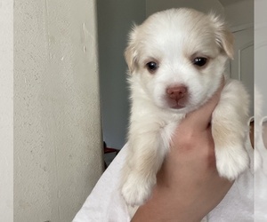 Papillon Puppy for sale in MONTEREY PARK, CA, USA